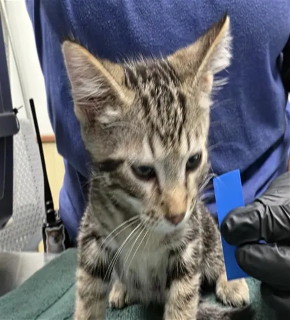 Adoptable Cat