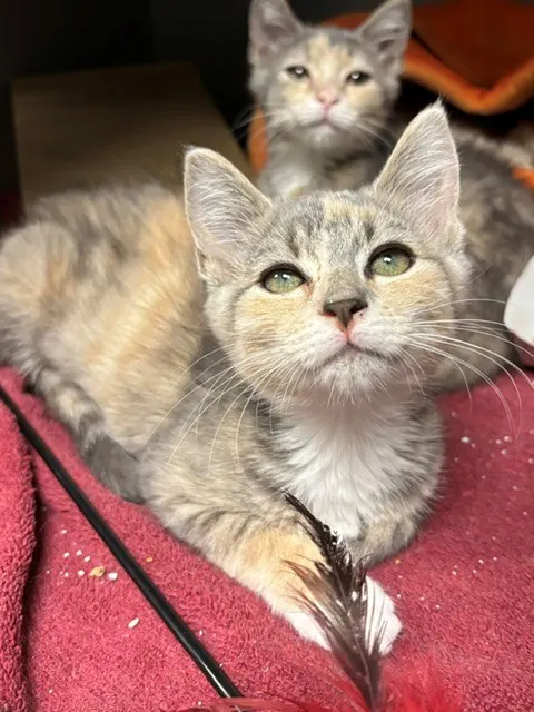 Pickle