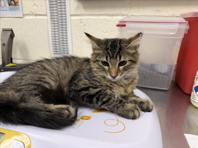 Adoptable Cat