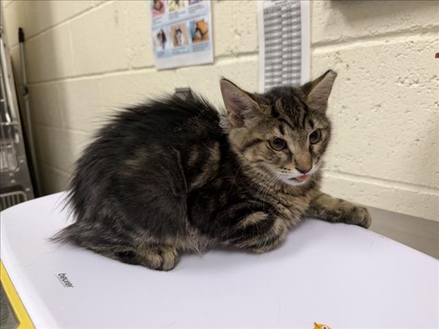 Adoptable Cat