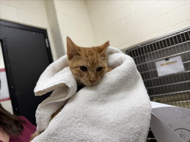 Adoptable Cat