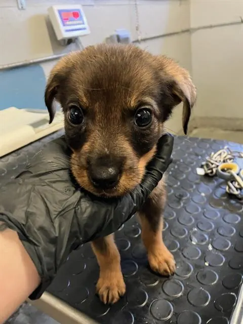 Adoptable Dog