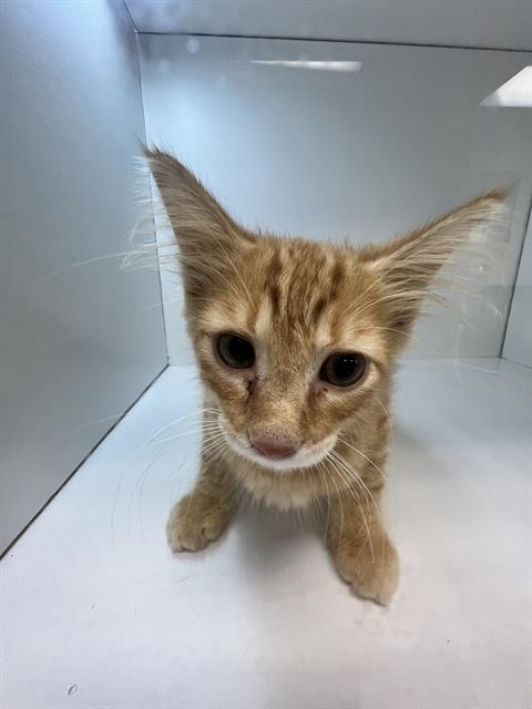 Adoptable Cat