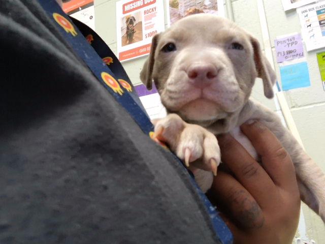 Adoptable Dog
