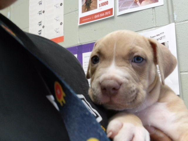 Adoptable Dog