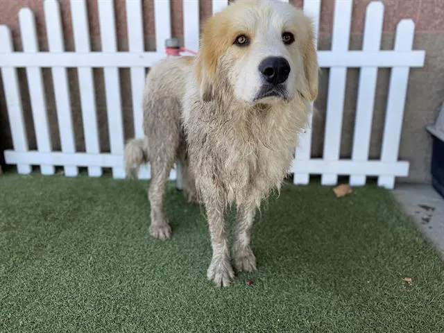 Adoptable Dog