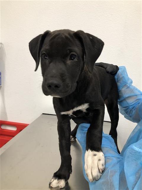 Adoptable Dog