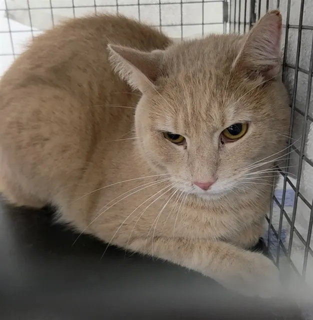 Adoptable Cat