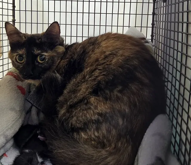 Adoptable Cat