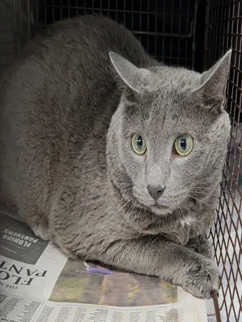 Adoptable Cat