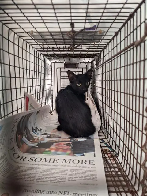 Adoptable Cat