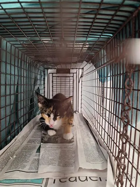 Adoptable Cat