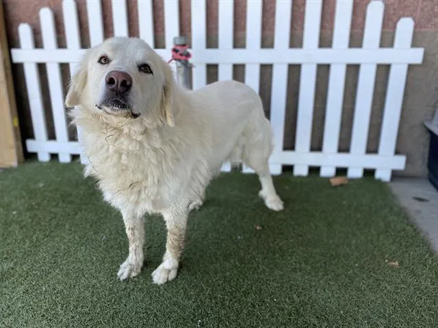Adoptable Dog
