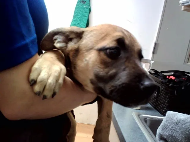 Adoptable Dog