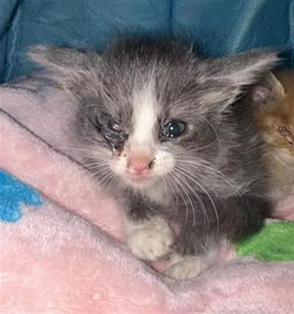 Adoptable Cat