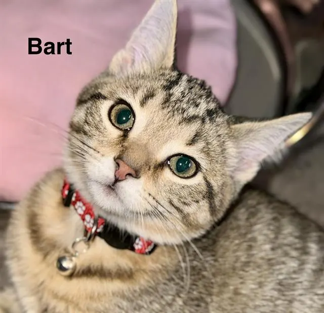 Bart