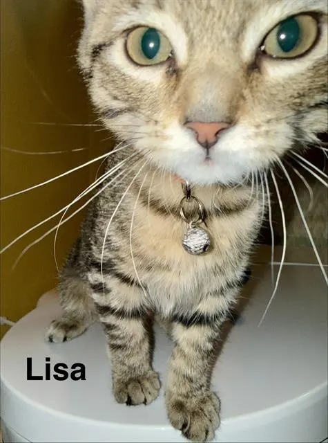 Lisa