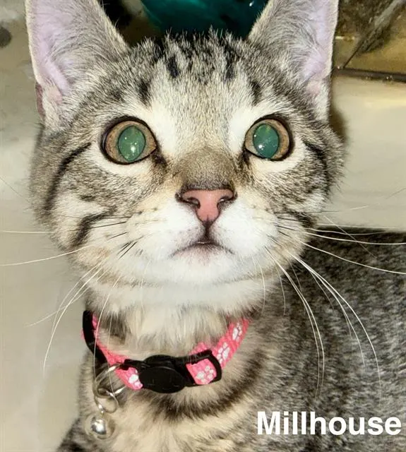 Millhouse