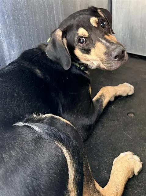 Adoptable Dog