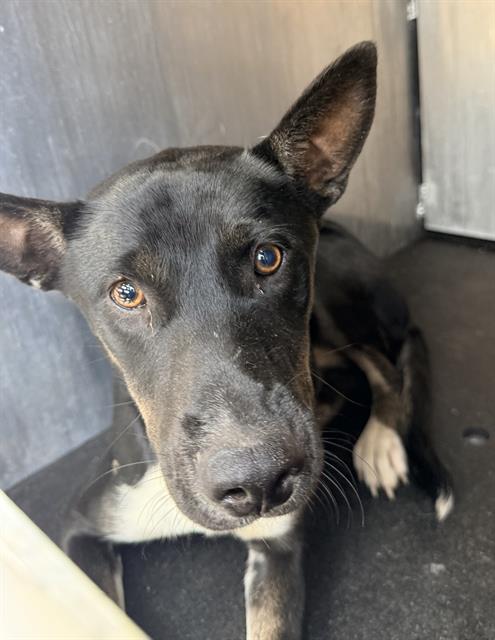 Adoptable Dog