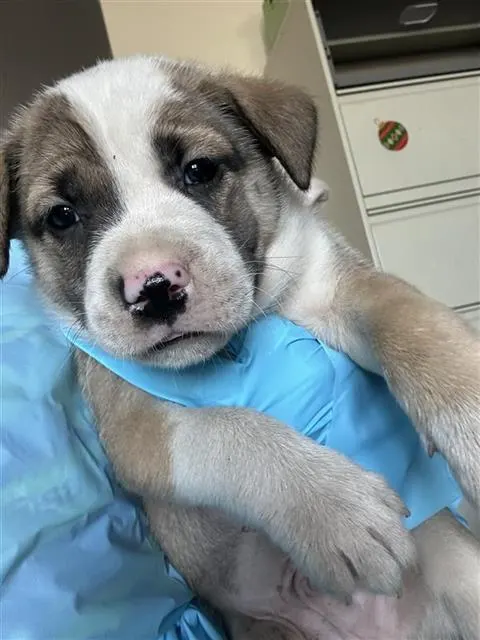 Sneezy