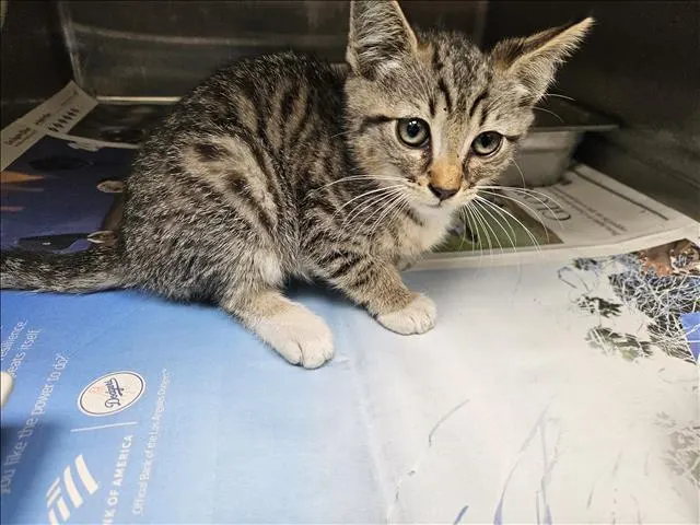 Adoptable Cat