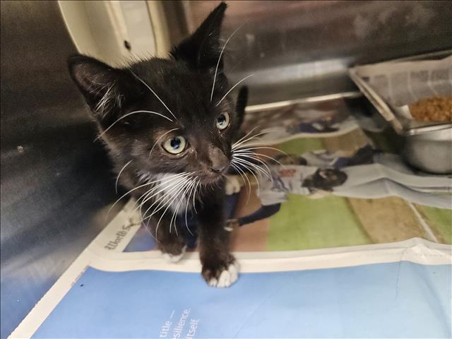 Adoptable Cat