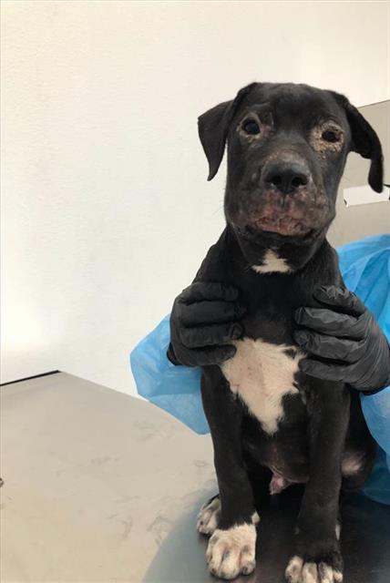 Adoptable Dog