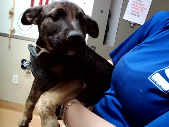 Adoptable Dog