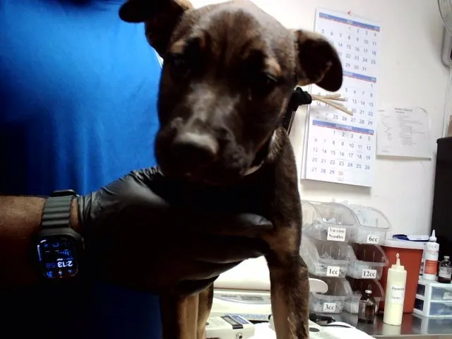Adoptable Dog