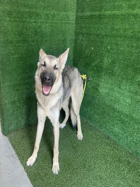 Adoptable Dog
