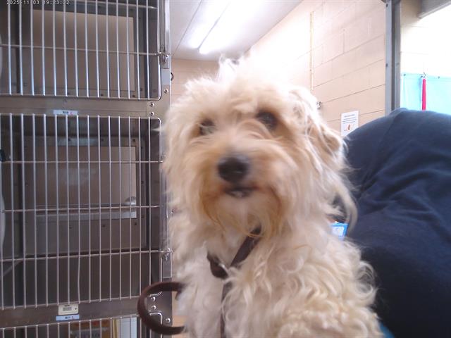 Adoptable Dog