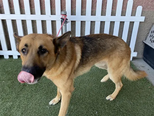 Adoptable Dog