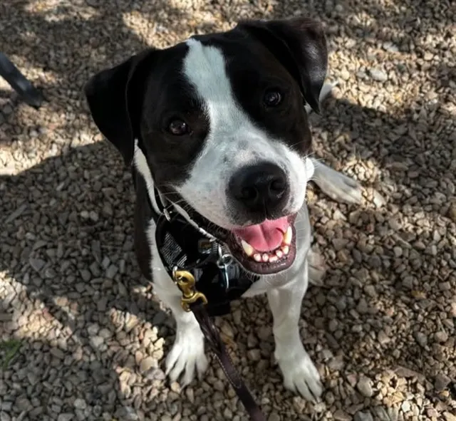 Domino (Finn