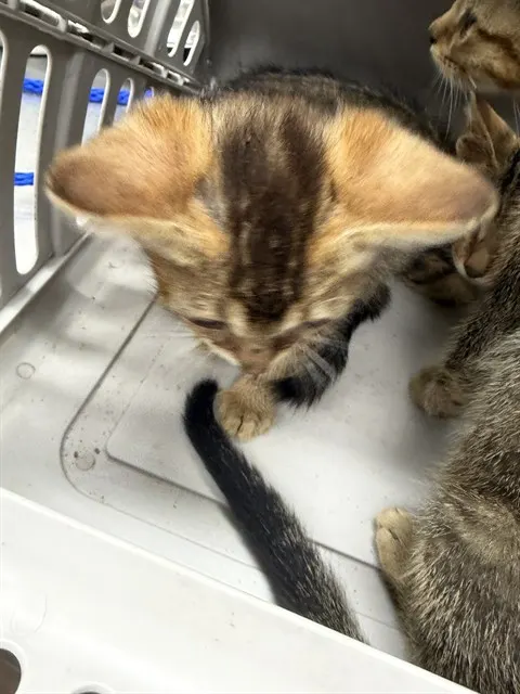 Mocha