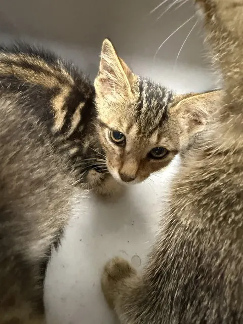 Kona