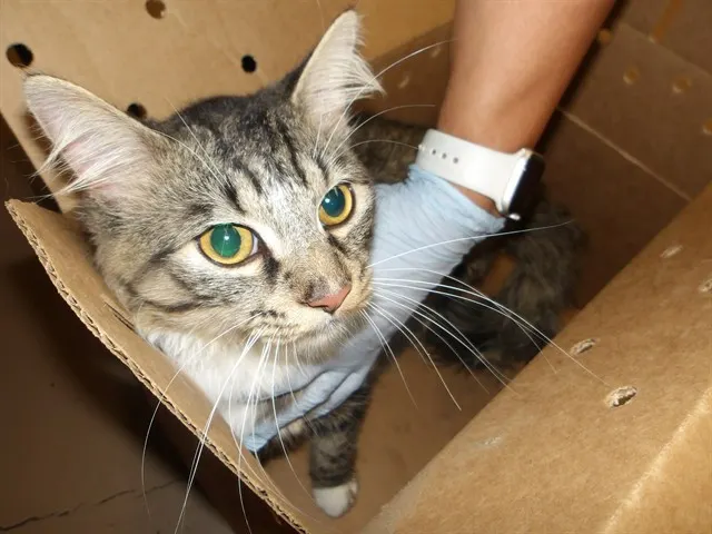 Adoptable Cat