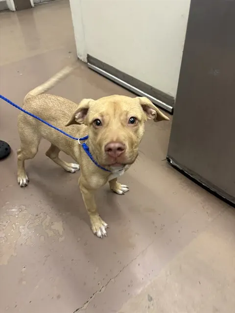 Adoptable Dog