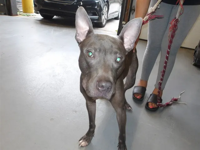 Adoptable Dog