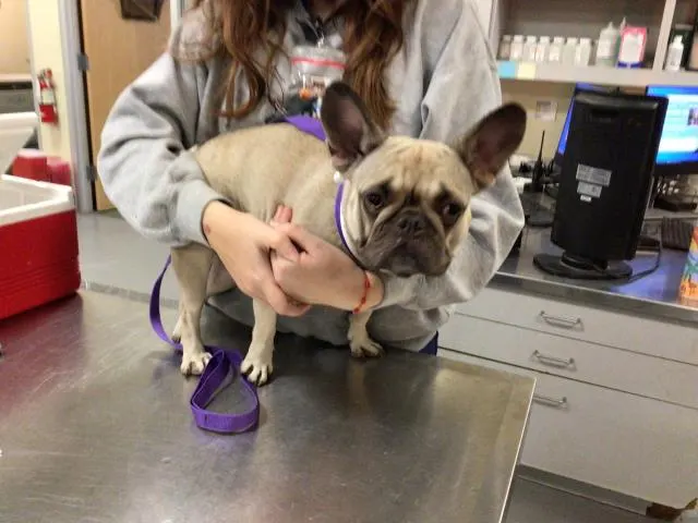 Adoptable Dog