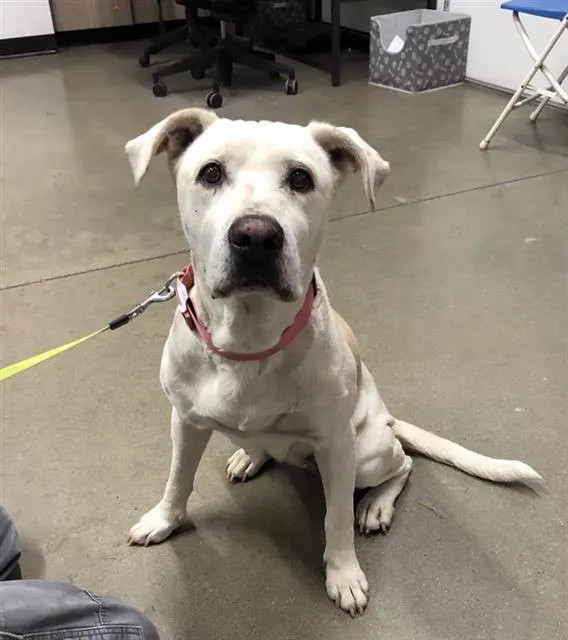 Adoptable Dog