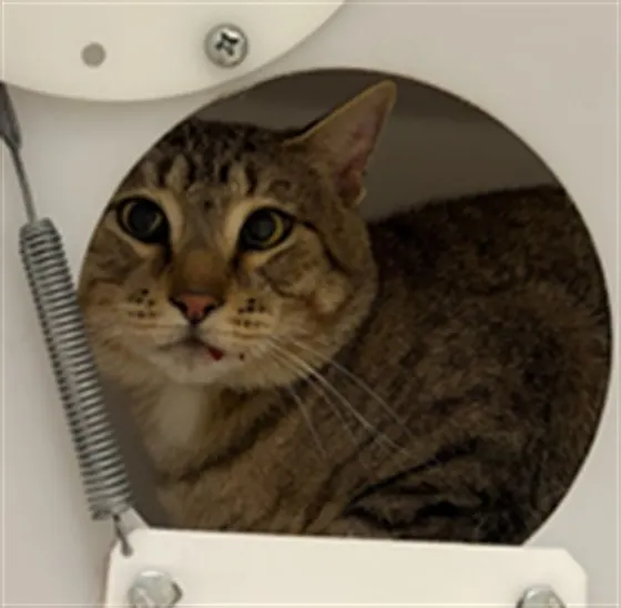 Adoptable Cat