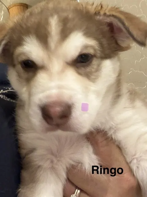 Ringo