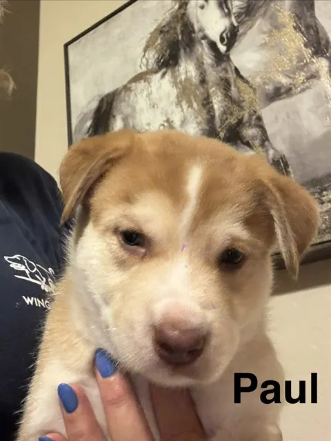 Paul
