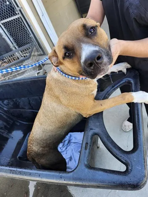 Adoptable Dog