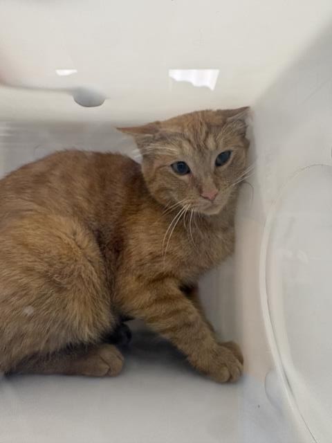 Adoptable Cat
