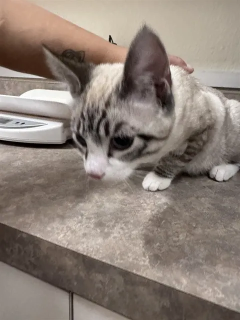 Adoptable Cat