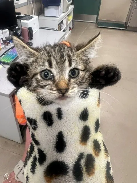Adoptable Cat