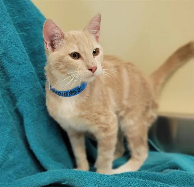 Adoptable Cat