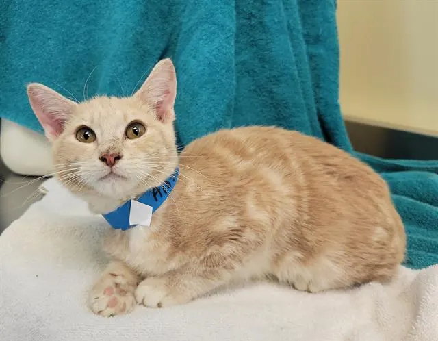 Adoptable Cat
